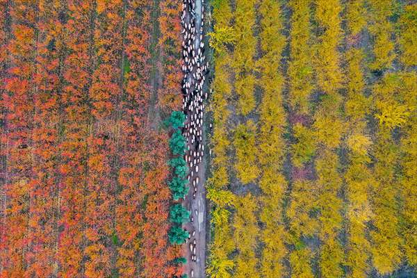 Fruit fields on Amanos Mountains