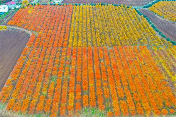 Fruit fields on Amanos Mountains
