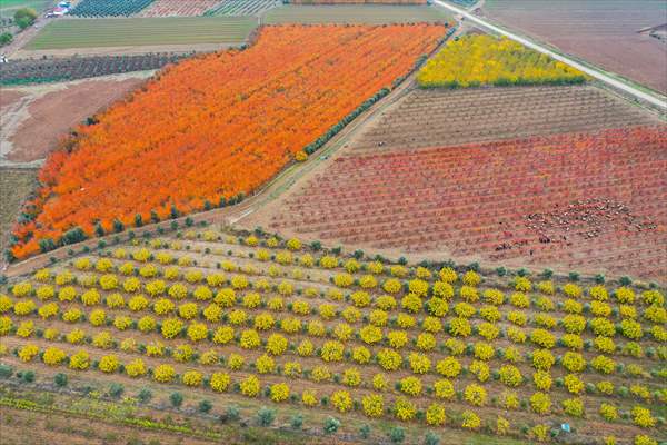 Fruit fields on Amanos Mountains