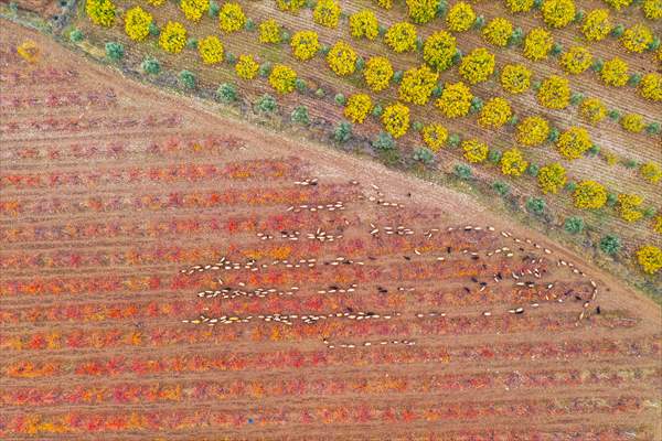 Fruit fields on Amanos Mountains
