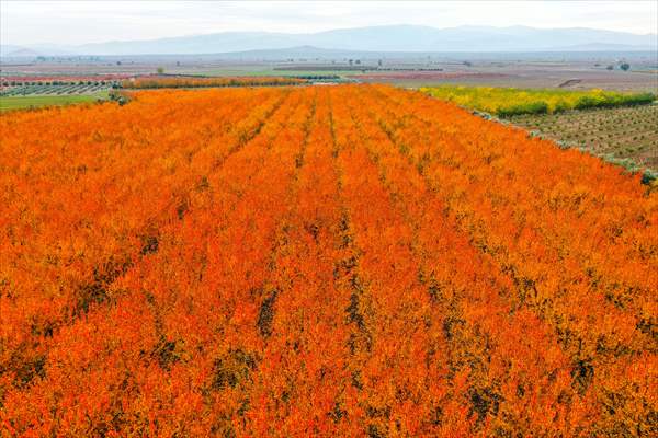 Fruit fields on Amanos Mountains