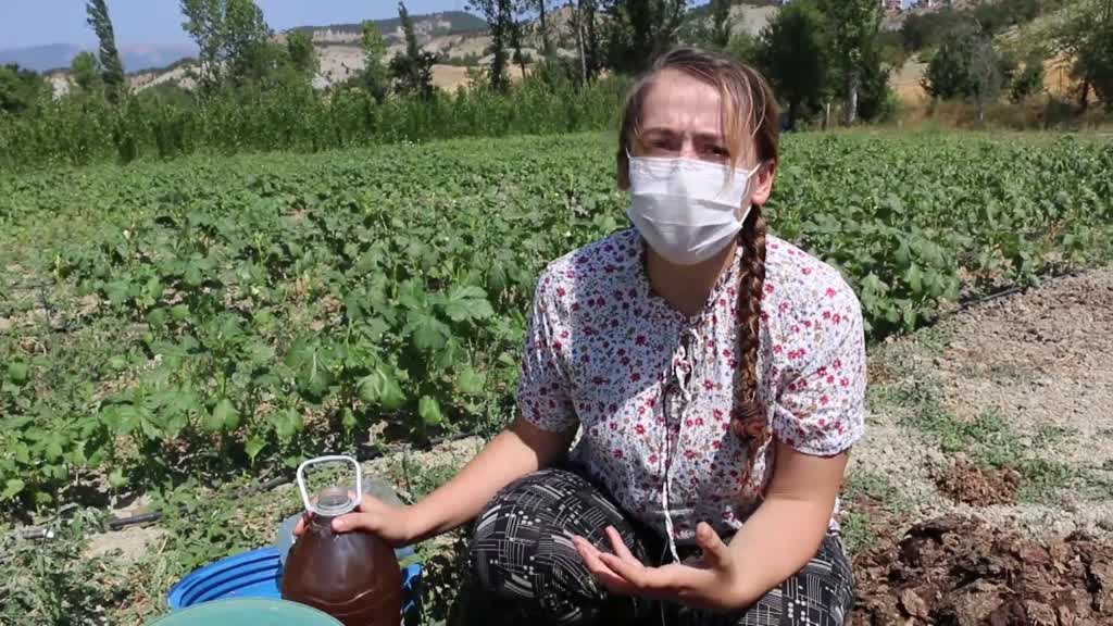 Köyünde "ata tohumları"ndan ürün yetiştiren genç ziraat mühendisi hayalini gerçekleştirdi - BOLU
