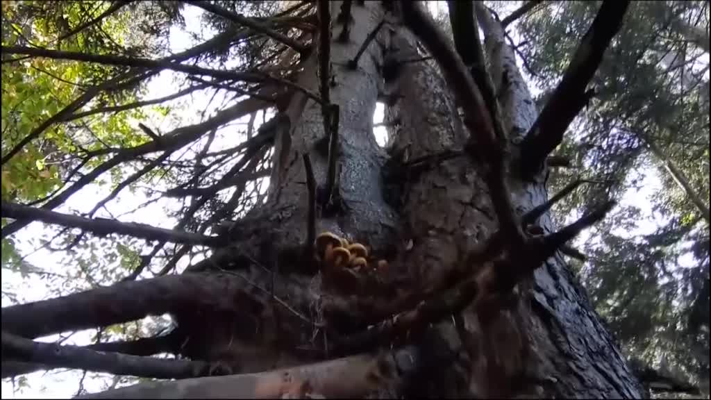 Aynı kökte birbirlerine sarılı çam ve köknar ağaçları görenleri şaşırtıyor - BOLU